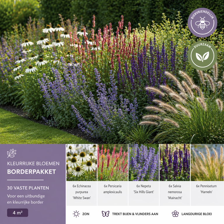 Kleurrijke Zomerborder &ndash; 30 planten &ndash; 4 m&sup2;