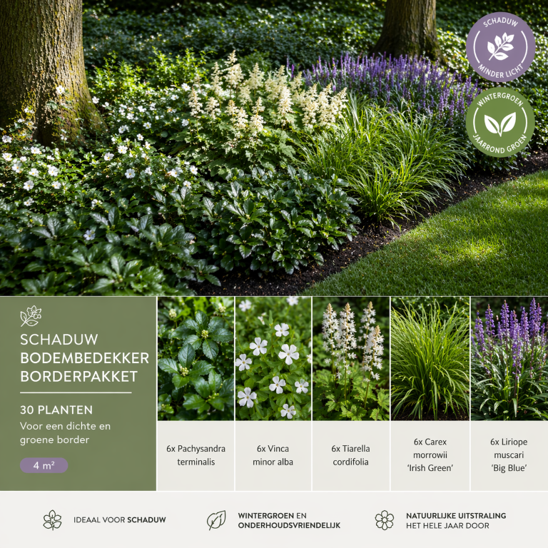 Schaduw Bodembedekker Borderpakket &ndash; 30 planten - 4 m&sup2;