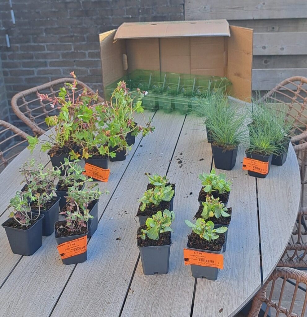 Verse planten uit een Mr. Leaf borderpakket op een tuintafel, klaar om geplant te worden.