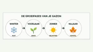 Groeifases van gazon in winter voorjaar zomer en najaar