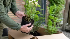 Tuinier controleert pot, kluit en takken van pas geleverde haagplanten