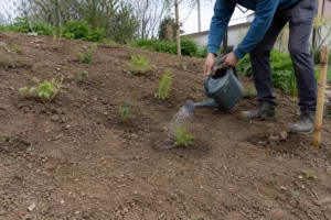 Jonge vaste planten gecontroleerd water geven op een helling