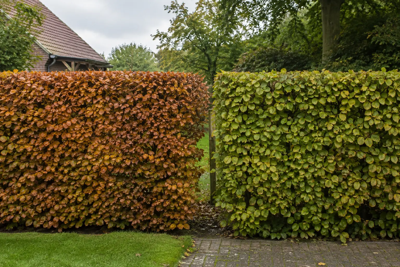 Beukenhaag en haagbeuk naast elkaar in een Belgische tuin