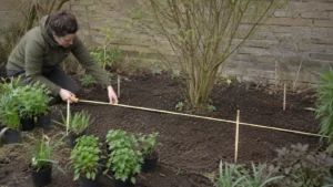 Tuinier meet de bruikbare plantoppervlakte rond een bestaande struik