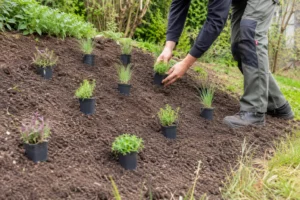 Jonge borderplanten verspringend uitzetten op een tuinhelling