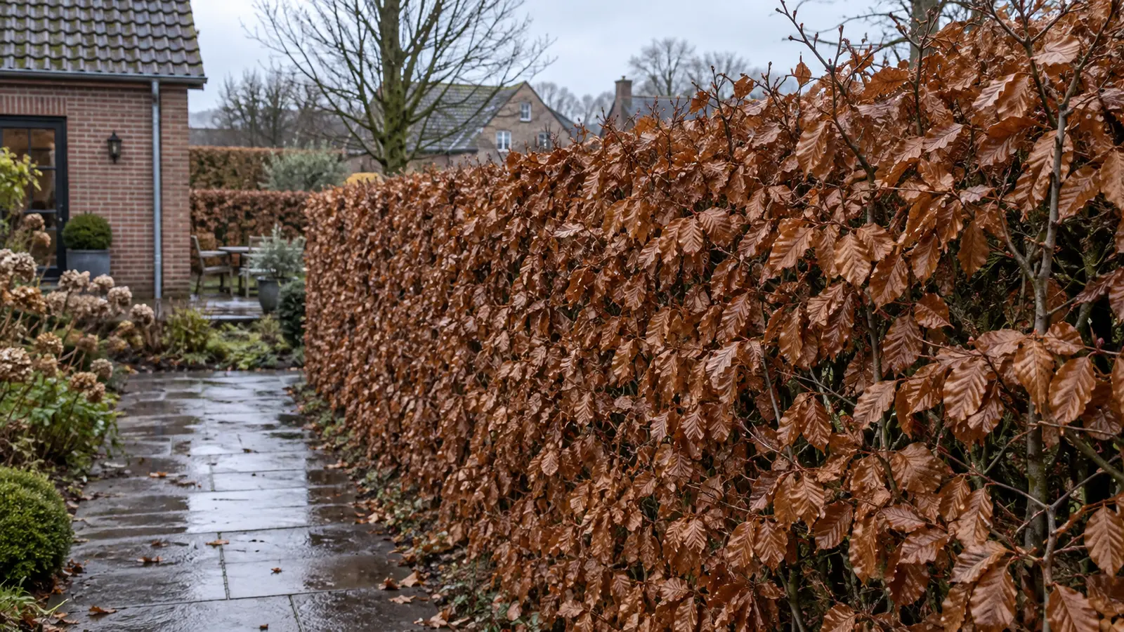 Volwassen beukenhaag met koperbruin winterblad in een Belgische tuin