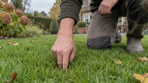 Tuinier controleert met de vingers het bodemvocht tussen het gras