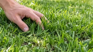 Fijn maaisel tussen grassprieten na het maaien met een robotmaaier.