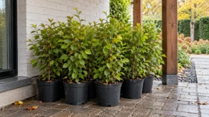 Potgekweekte haagplanten staan gegroepeerd op een beschutte waterdoorlatende plek