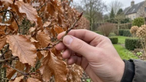 Hand controleert puntige knoppen en een twijg van een bruine beukenhaag