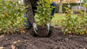 Tuinier zet één jonge haagplant in een ontbrekende plek in de rij