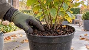 Tuinier voelt het vocht van de potkluit van een geleverde haagplant