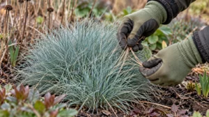 Los afgestorven blad wordt voorzichtig uit een levende Festuca-pol gehaald