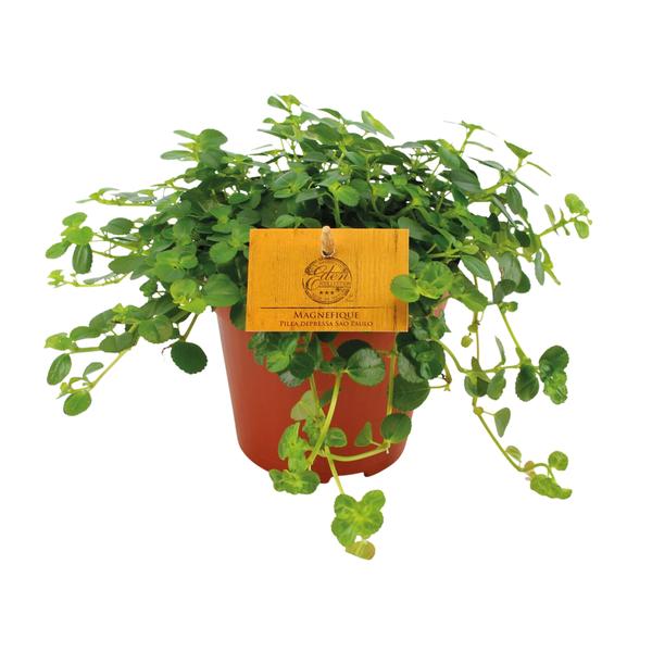 Pilea Depressa Sao Paulo - Main Image